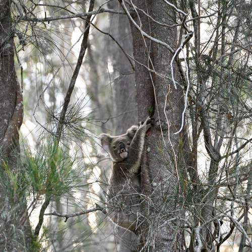 KOALA TIME