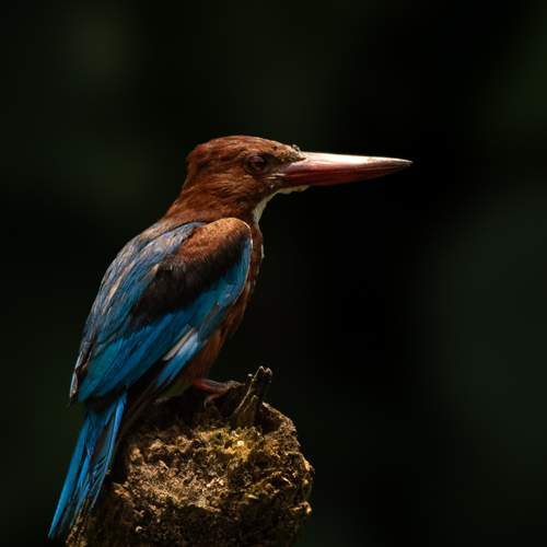 Фотография #13102114