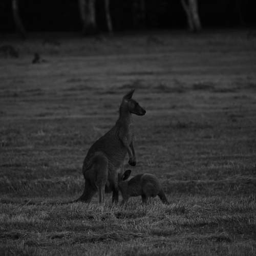 Photo #13102124