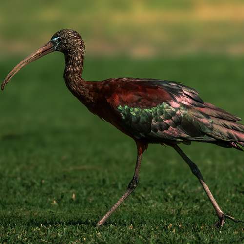 Фотография #13102166