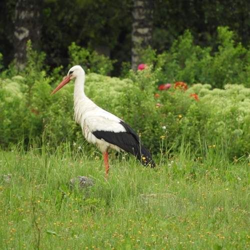 Photo #13102275