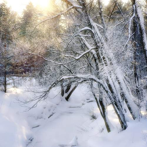 Photo #13102307
