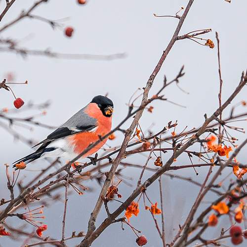 Фотография #13102439