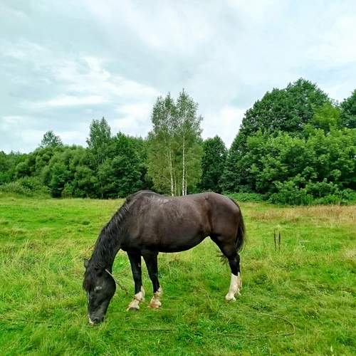 Photo #13102867