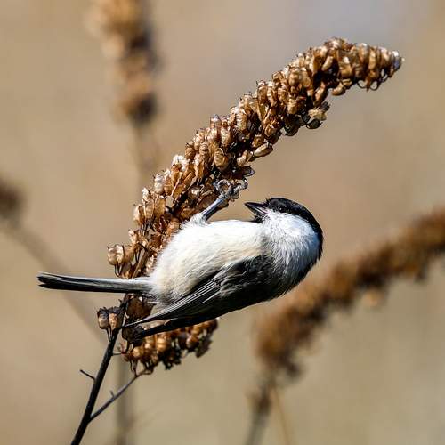 Фотография #13103071