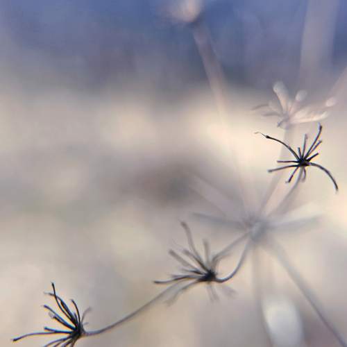 Photo #13103237