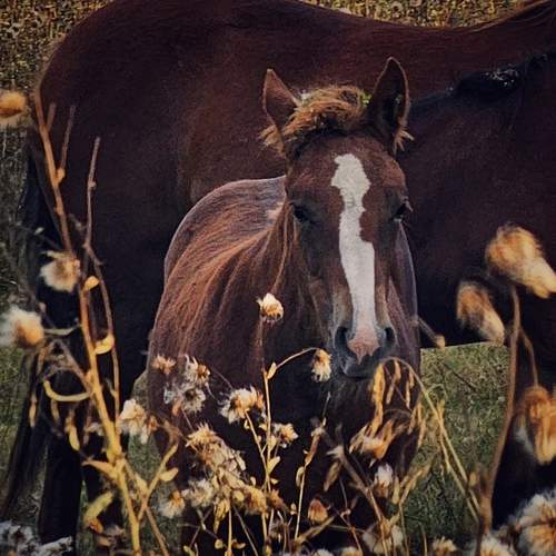 Photo #13103245
