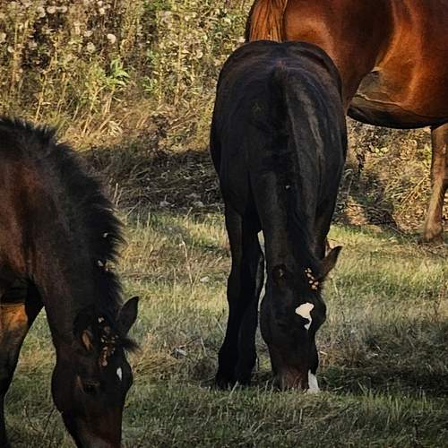 Photo #13103246