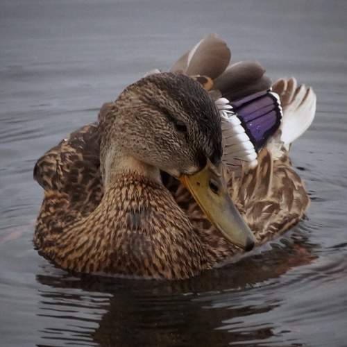 Photo #13103249