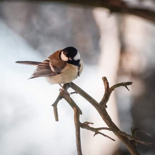 Фотография #13103296