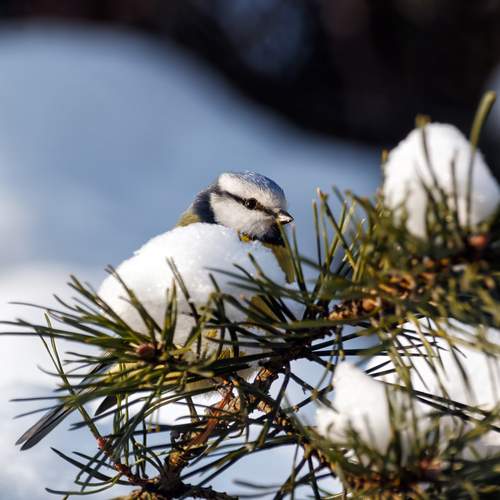 Фотография #13103297