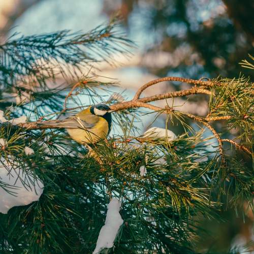 Фотография #13103298