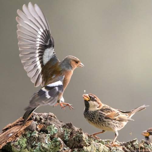 Photo #13103435
