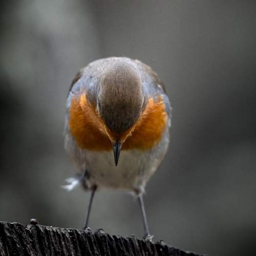 Photo #13103442