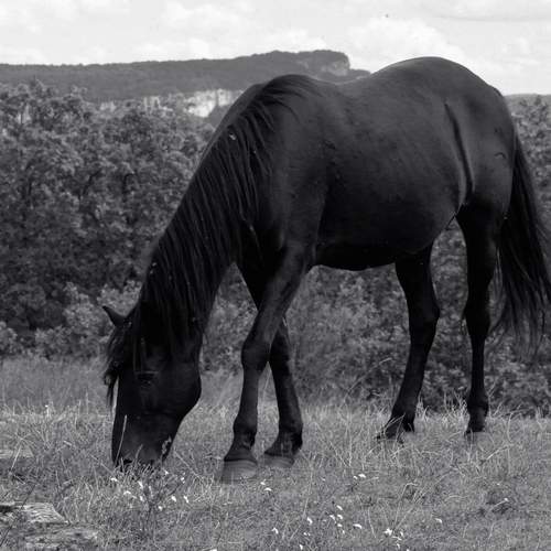 Photo #13103589