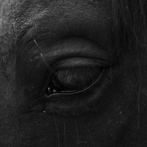 Photo #13103590
