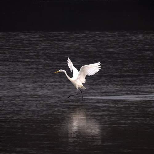 Photo #13103634