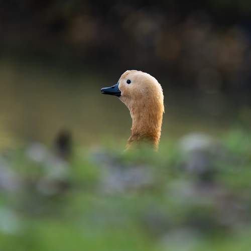 Photo #13103697