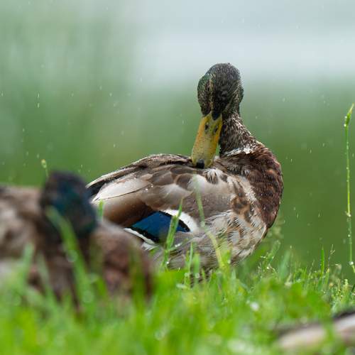 Photo #13103700