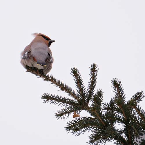 Photo #13103730