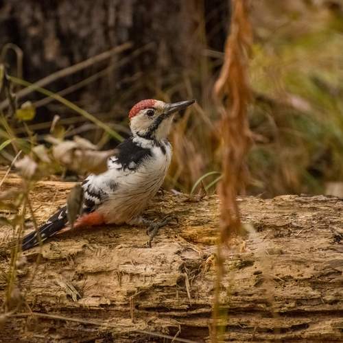 Photo #13103871