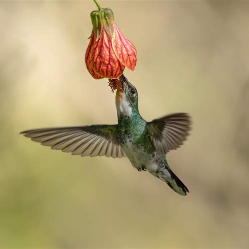 Фотография #13104042