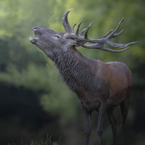Photo #13104050