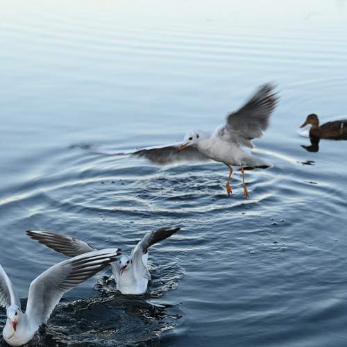 Photo #13104073