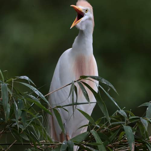 Фотография #13104159