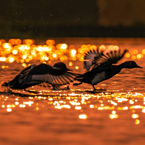 Photo #13104174