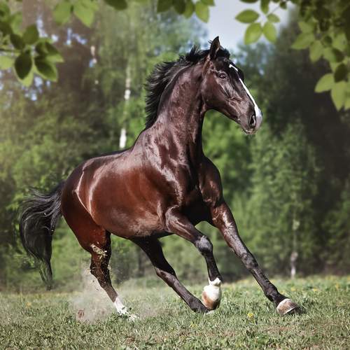 Фотография #13104394