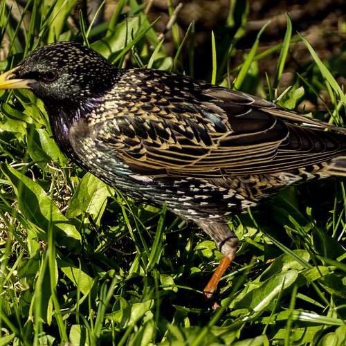 Starling