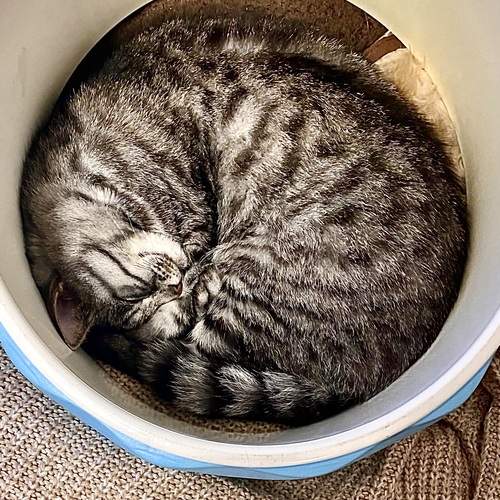 Photo #13104530