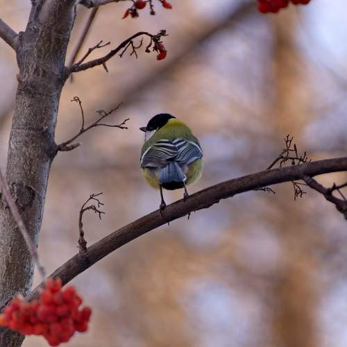 Photo #13104884