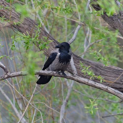 Photo #13104887
