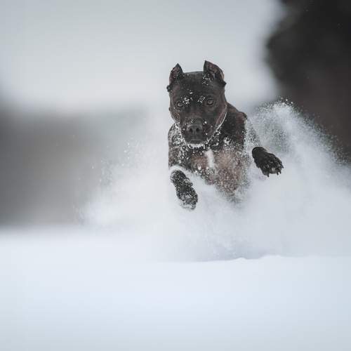 Photo #13104888