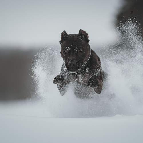 Photo #13104889