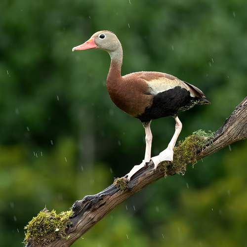 Black-Bellied Whistling Duck -Чернобрюхая свистящая утка