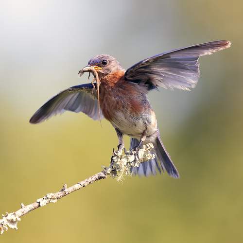 Eastern Bluebird male catches Lizard
