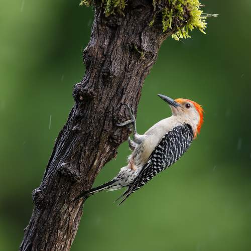 Red-bellied Woodpecker, male