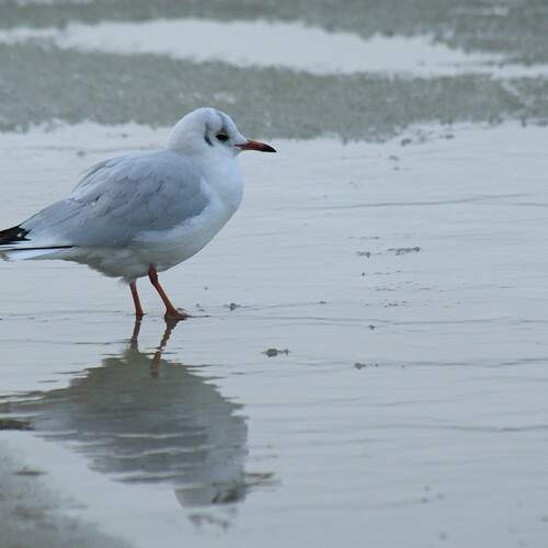 Photo #13105224