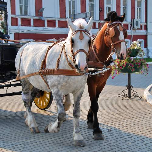 Photo #13105256
