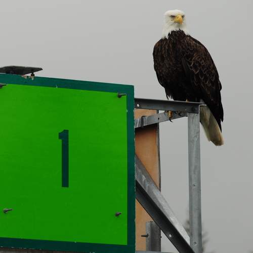 Photo #13105311