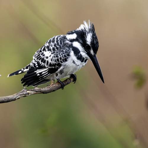 Фотография #13105533