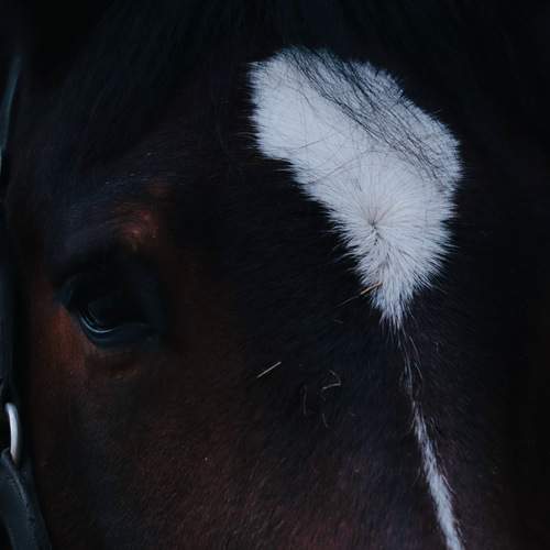 Photo #13105580