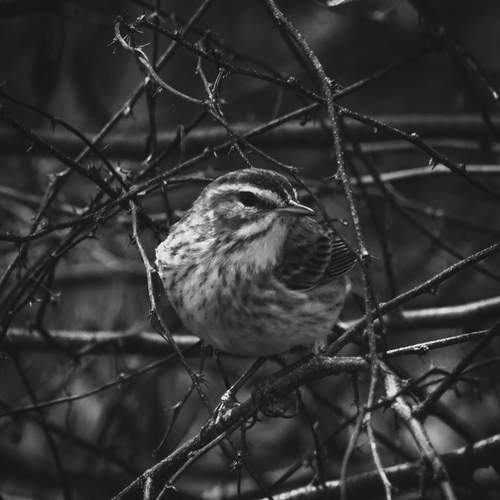 Photo #13105592