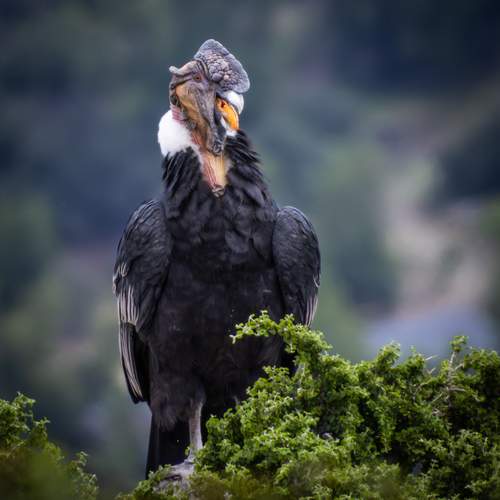 Photo #13105645
