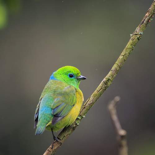 Gaturamo bandeira
