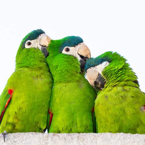 Affection Generates Affection