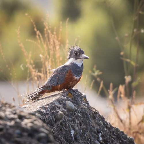 Photo #13105649
